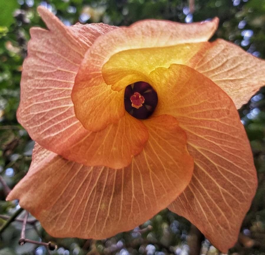 Hibiscus elatus Blute in voller Blute mit gelbem Stempel
