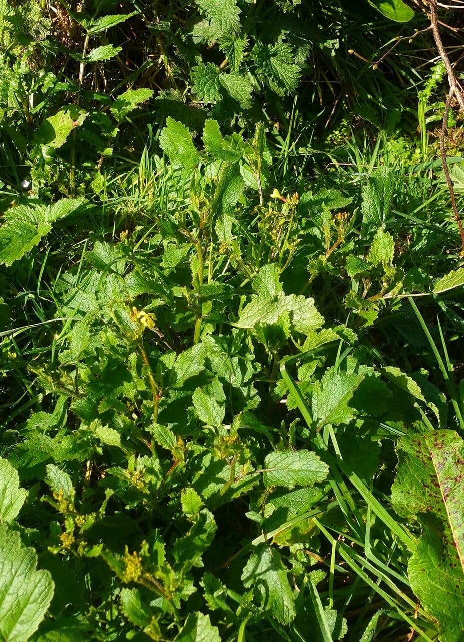 Raphanus raphanistrum bloemen