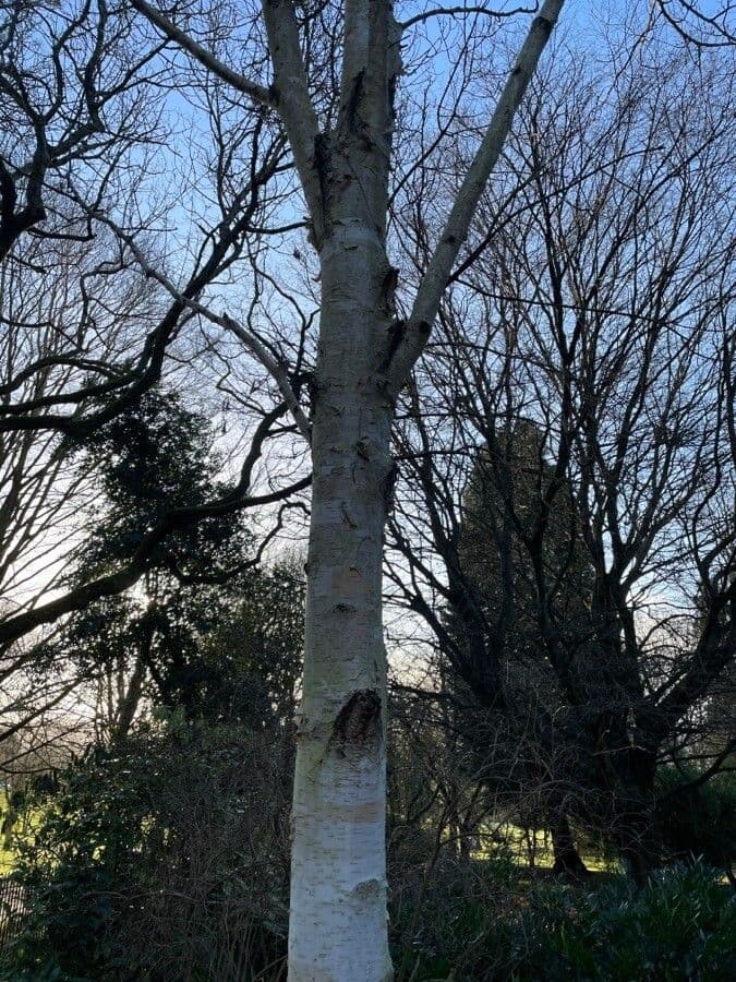 Betula utilis Himalaya-Birke mit charakteristischer weisser Rinde