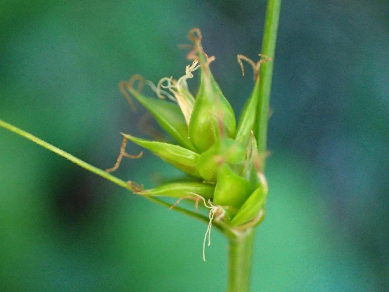 Laîche étoilée (Carex leersii) en pleine forme dans un sous-bois frais et humide