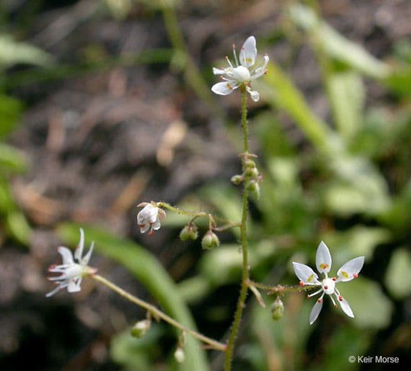 Micranthes ferruginea mit weissen Blutenpanaschen ueber den Blattsrosetten