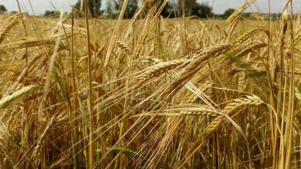 Epis d'orge en pleine croissance avec chaumes verts