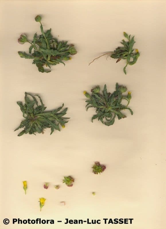 Calendula tripterocarpa plant met gele bloemen en karakteristieke drie-vleugelige zaaddozen