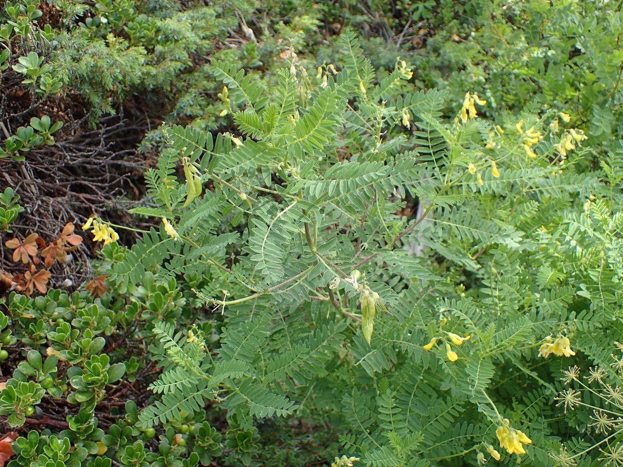 Blasen-Tragant mit hängenden lila-weißen Blüten in einem sonnigen Steingarten