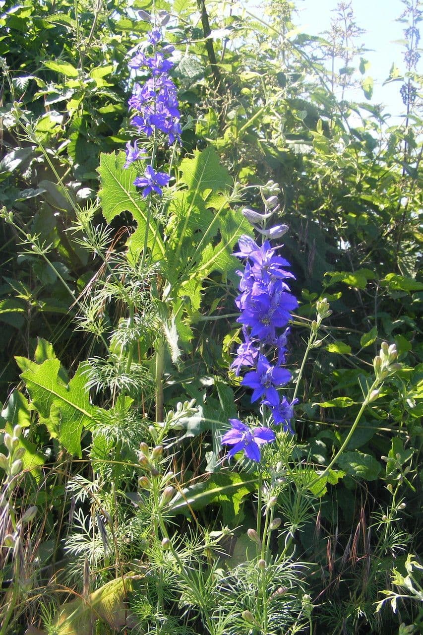 Delphinium fissum met blauwe bloemtrossen