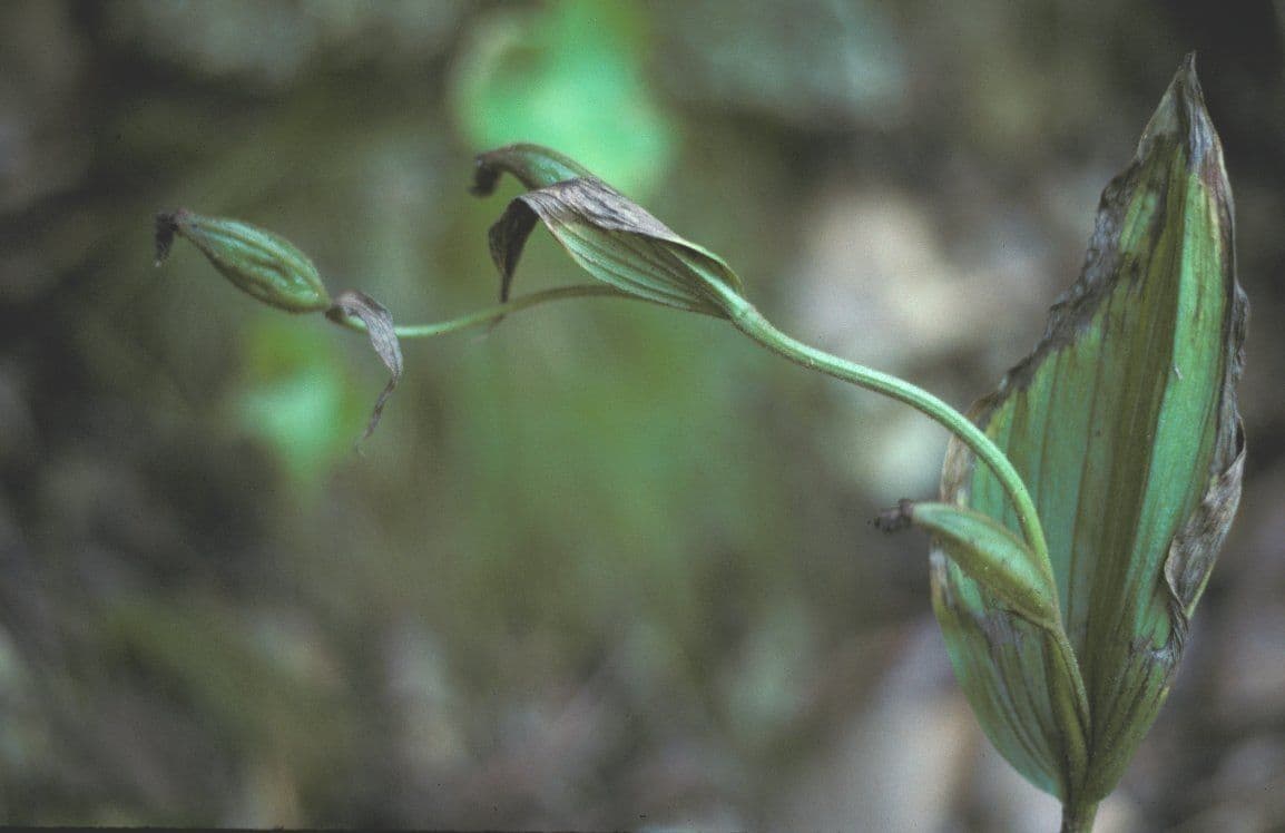 Cypripedium parviflorum displaying distinctive yellow-red slipper flower