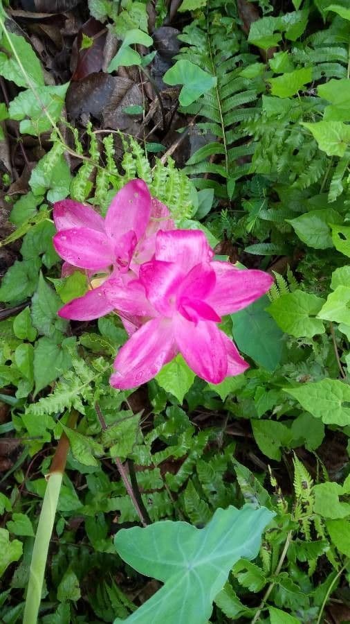 Fleurs jaunes du curcuma sauvage