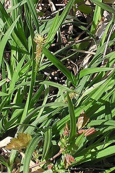 Hairy sedge plant with fine, elegant foliage