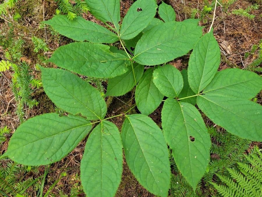 Fine foliage and red berries of Aralia nudicaulis Virginia-sarsaparilla