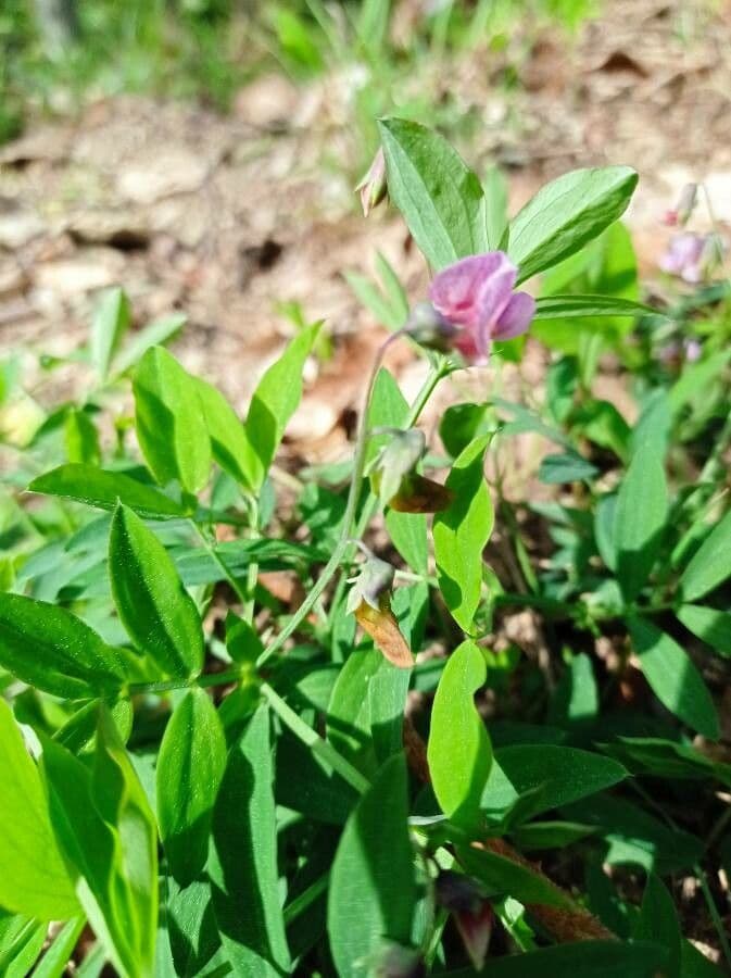 Gesse à feuilles linéaires en fleur avec des grappes florales rouges-violettes au-dessus d'un feuillage étroit vert
