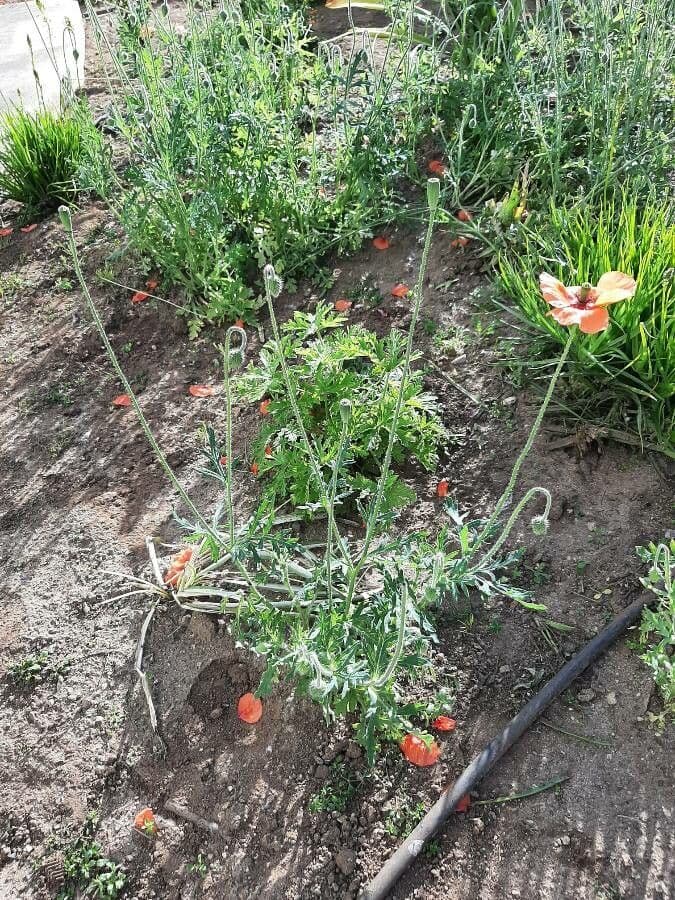 Fleurs de coquelicot a tete longue avec des petales rouges et du feuillage vert