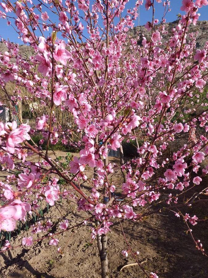 Reife Pfirsiche an einem Prunus persica Baum in einem sonnigen Garten
