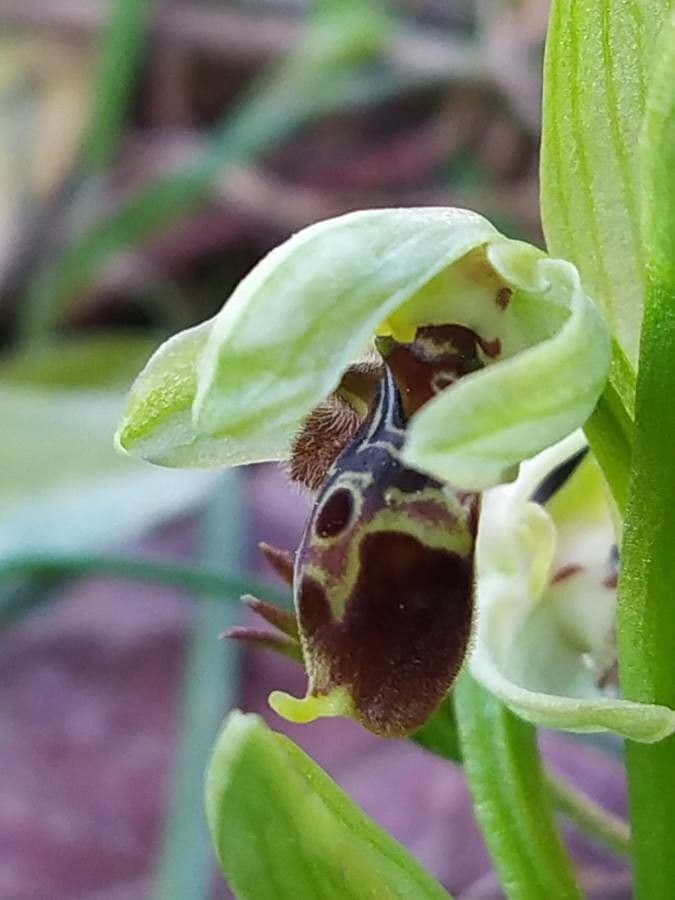 Fleur d'Ophrys umbilicata avec sepal pourpre fonce et labelle