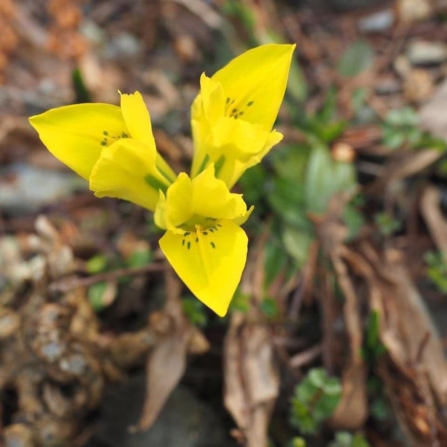 Danford-iris met heldere gele bloemen in het voorjaar