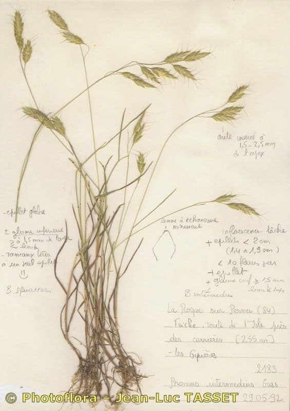 Bromus intermedius avec ses épillets pendants élégants sur un versant calcaire méditerranéen ensoleillé