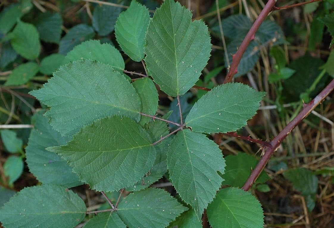 Puntige twijfelbraam met fijne bladeren en doornen