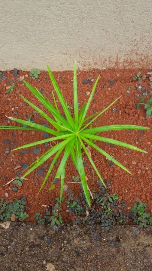 Umbrella sedge (Cyperus involucratus) with characteristic umbrella-like flower clusters