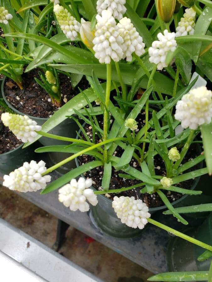 Aucheri grape hyacinth displaying characteristic small bright blue flowers in spring