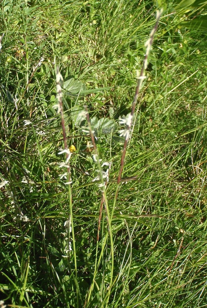 Nard (Nardus stricta) avec ses chames dresses caracteristiques dans un paysage de bruyere