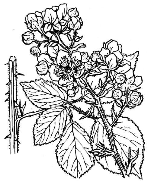Mountain bramble with ripe berries