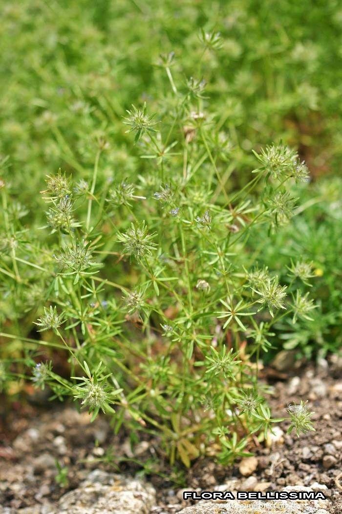 Acker-Meier in voller Blüte auf einer sonnigen Wiese, mit zarten Stielen und sternförmigen blauen Blüten