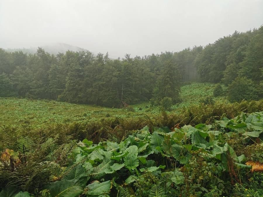 Alpine dock plant with large arrow-shaped leaves in mountain setting