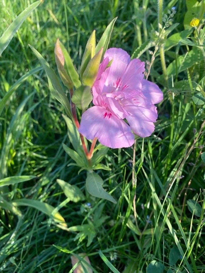 Clarkia amoena avec des fleurs rose et rouge soyeuses