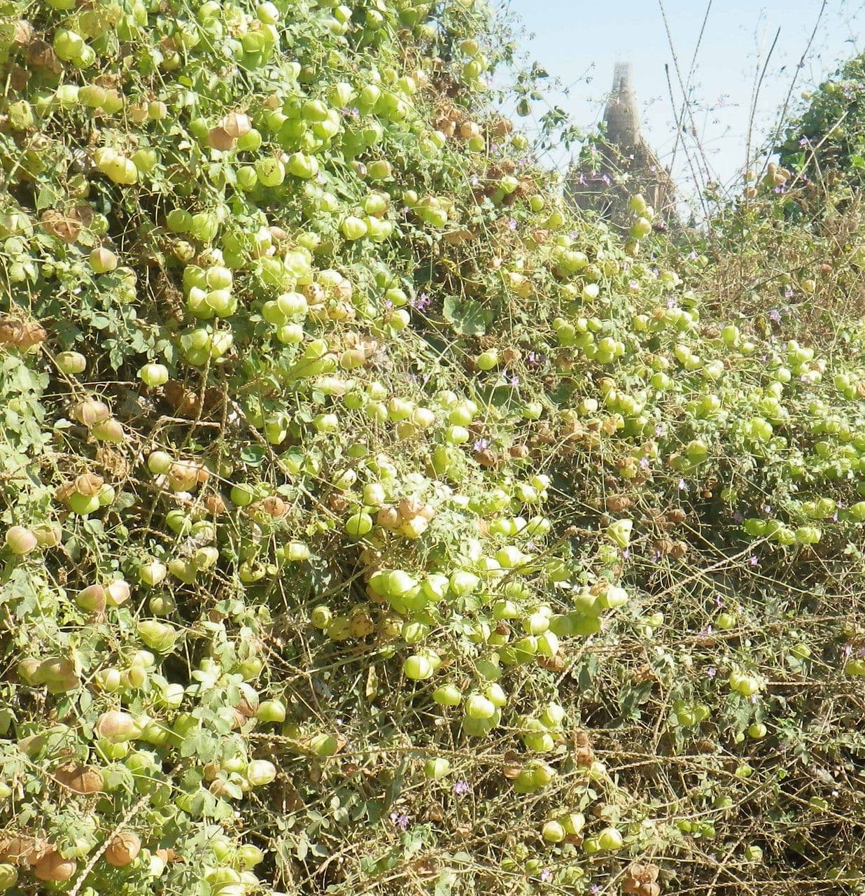 Cardiospermum halicacabum Blute und Same