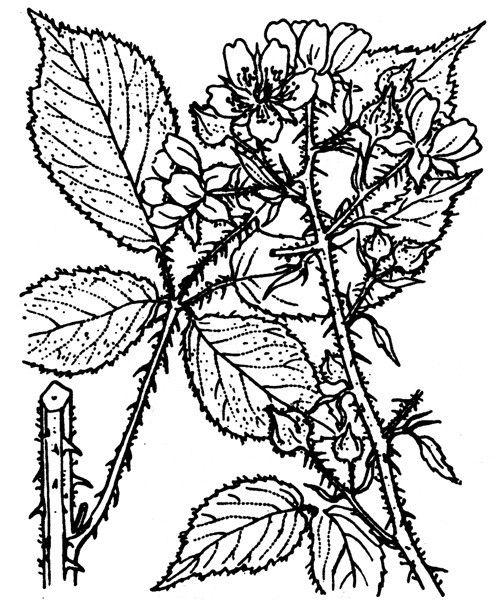 Braune Brombeere in natürlichem Waldverbund mit weißen und lila-weißen Blüten im Juli