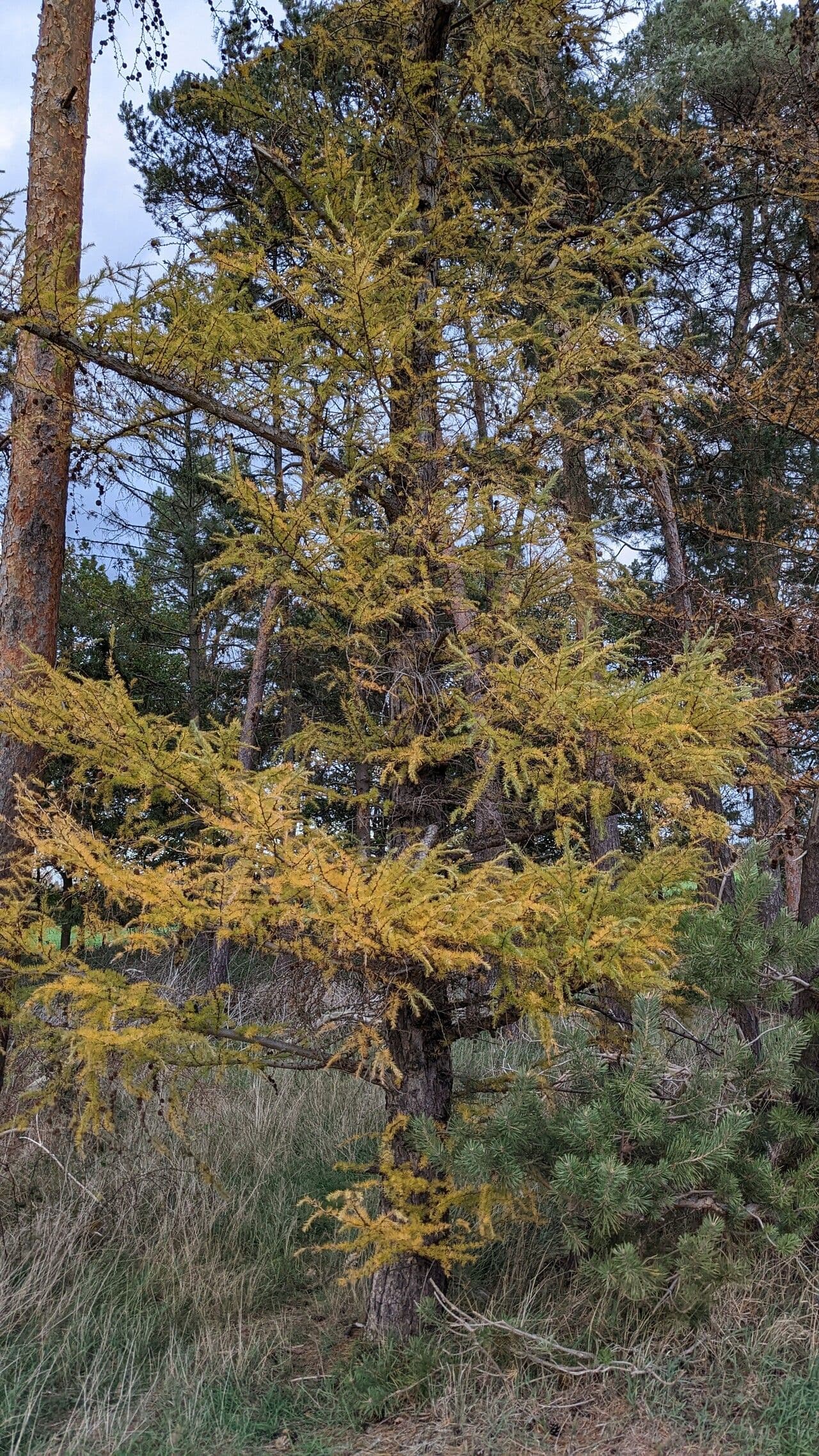 Mélèze de l'Est/Tamarack dans un habitat humide