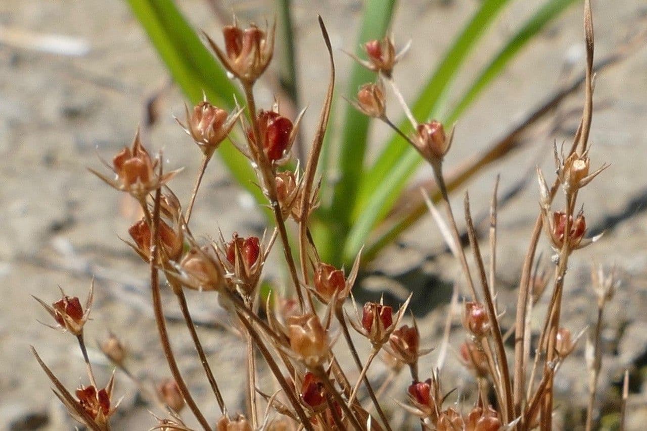Juncus sphaerocarpus with fine green stems in moist wetland environment
