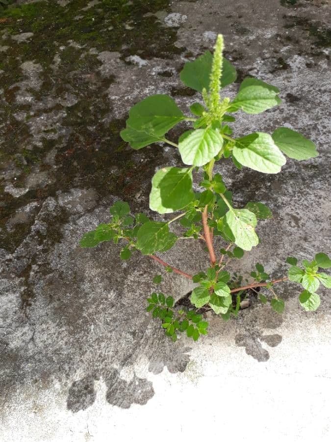 Groene Amarant bloemen in volle bloei