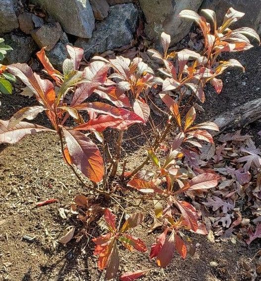 Franklinia alatamaha mit weißen Blüten und leuchtendem roten Herbstlaub
