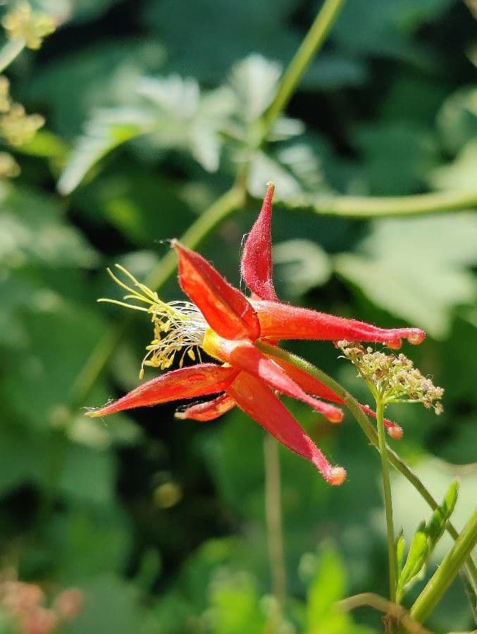 Aquilegia shockleyi western columbine red flowers