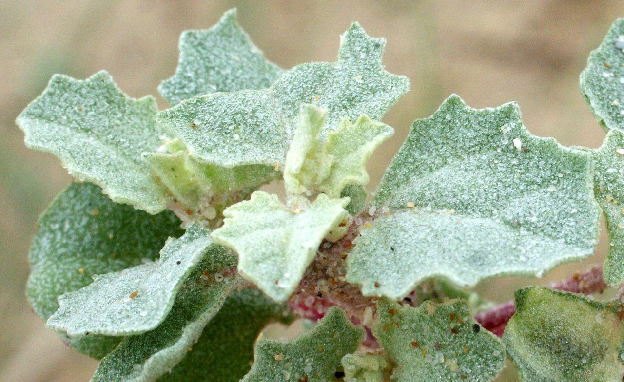 Gelappte Melde in voller Entwicklung an den Dünen, mit silbrig-grünen, tief eingeschnittenen Blättern und grünen Blütenständen.