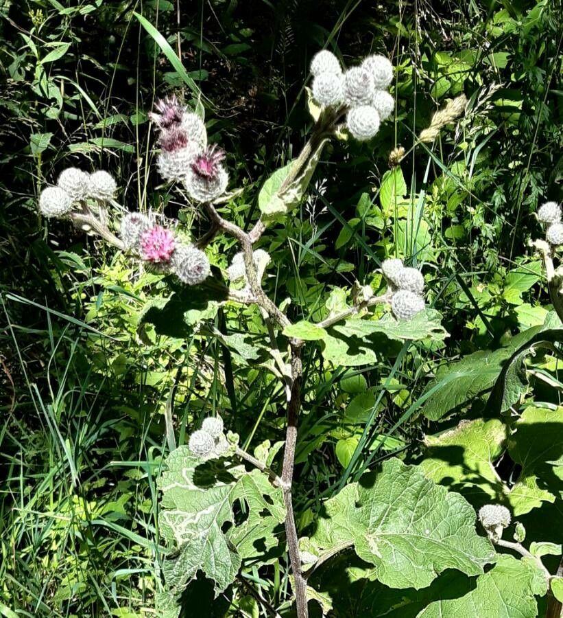 Woolly burdock in full bloom on a sunny meadow site with purple flower heads and fuzzy stems