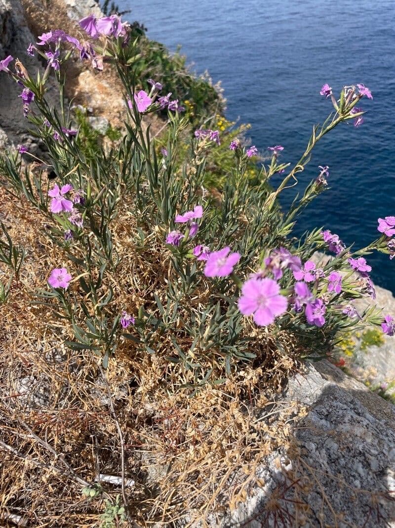 Dianthus rupicola plant with pink flowers