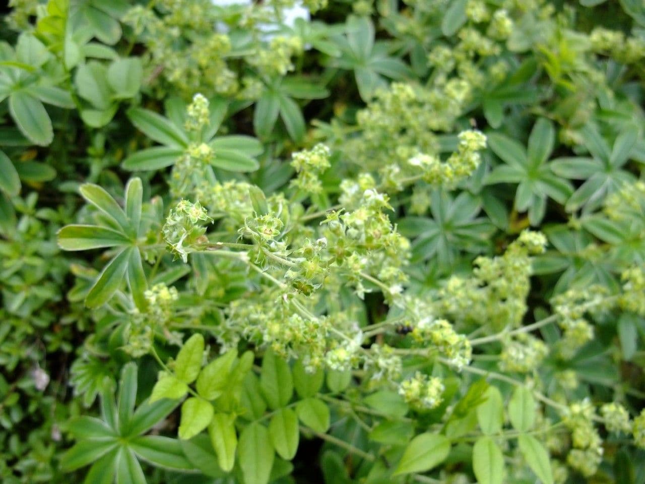Alchemilla conjuncta mit silberfarbigem Laub und zarten gelblichen Blüten
