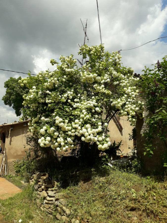 Blühender Gemeiner Schneeball im Spätfrühling mit flachen, weißen Blütenständen vor grünem Laub