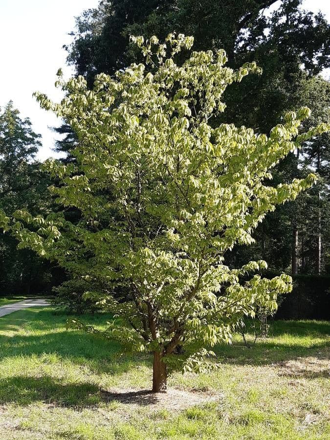 Acer carpinifolium hornbeam maple tree with delicate foliage