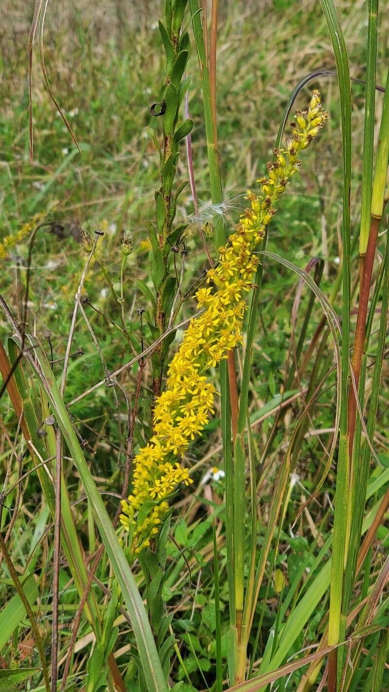 Plumes dorees dressees de Solidago speciosa en pleine floraison automnale
