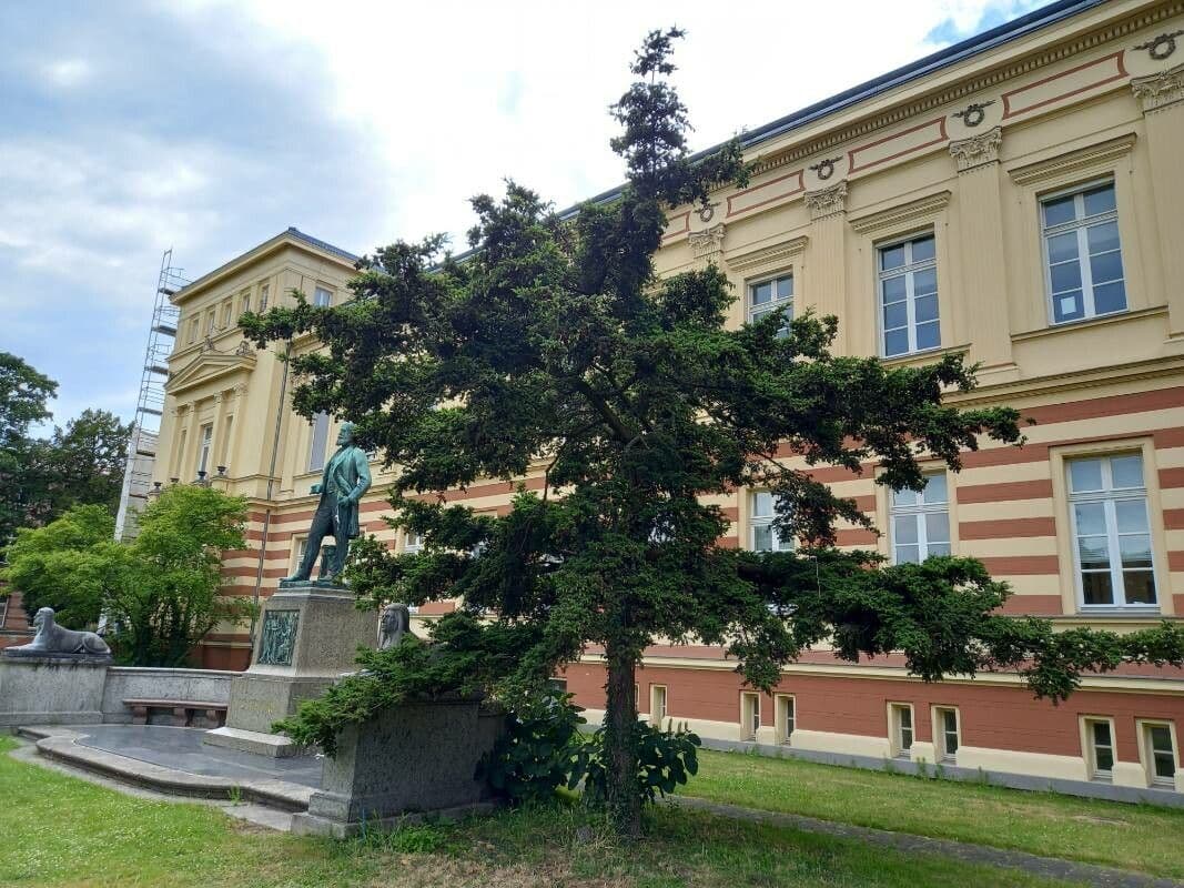 Japanese hemlock with fine needles and pyramidal form