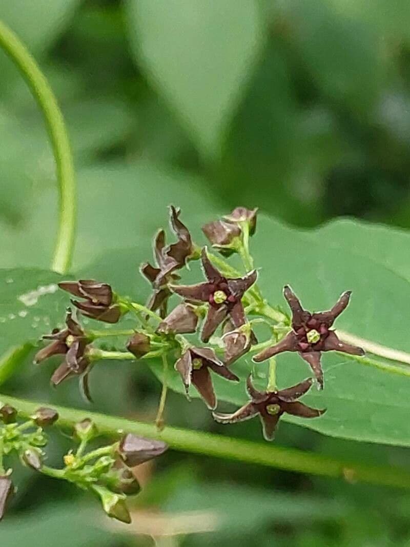 Vincetoxicum rossicum Blüten und Laub
