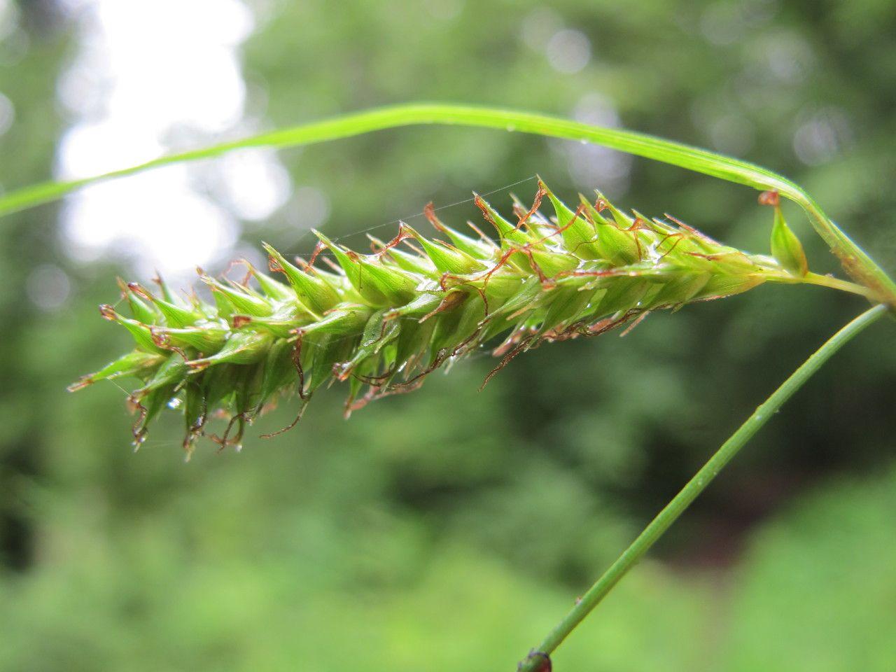 Gladde zegge (Carex laevigata) in volle groei op een vochtige plek in de tuin