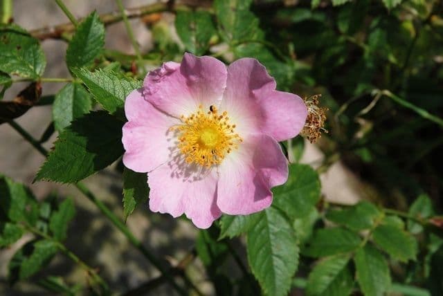 Branches et fleurs de Rubus buhnensis
