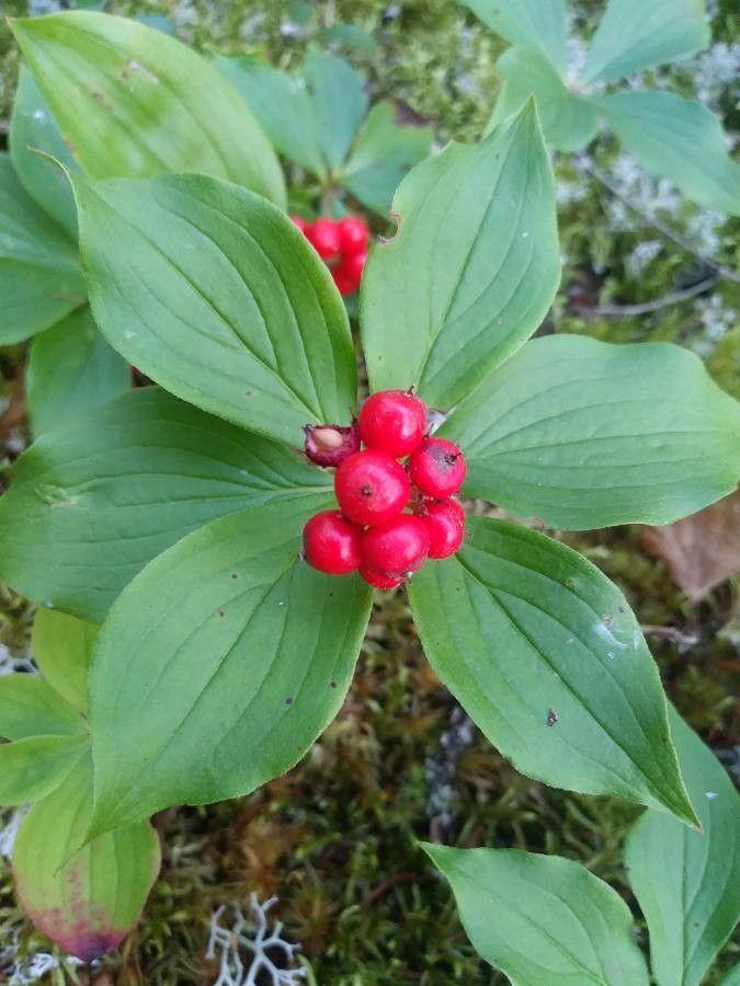Cornus canadensis in natürlicher Waldumgebung mit weißen Blütenständen und roten Früchten