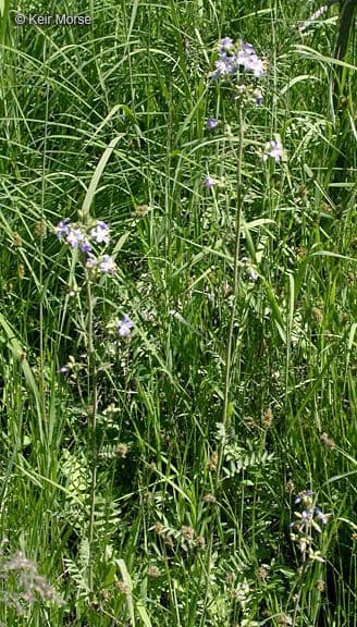 Polemonium occidentale vaste plant met vedervormige bladeren en blauwe bloemen