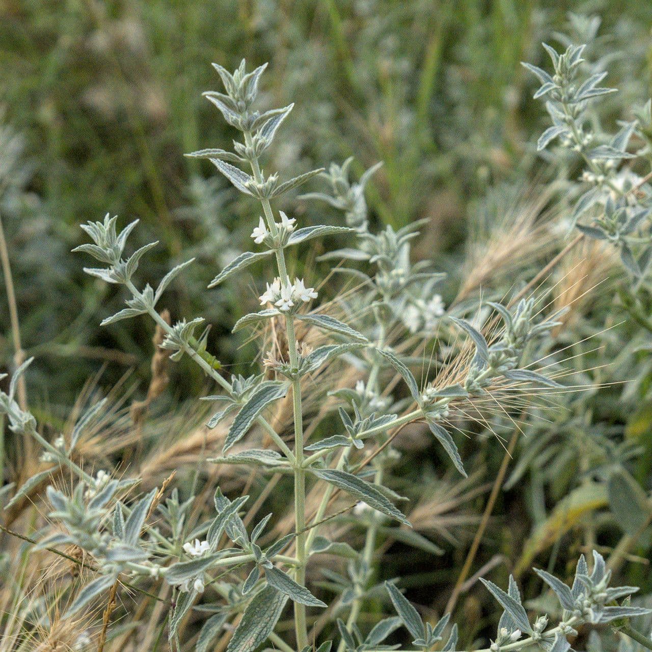 Marrubium peregrinum mit Blueten