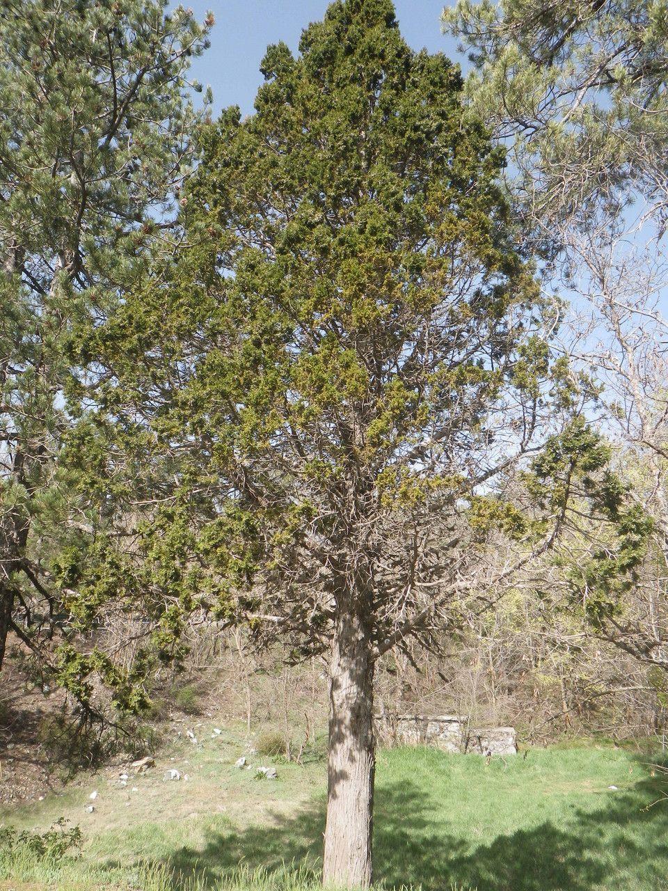 Stinkender Wacholder auf sonnigem, felsigem Hang im vollen Wachstum
