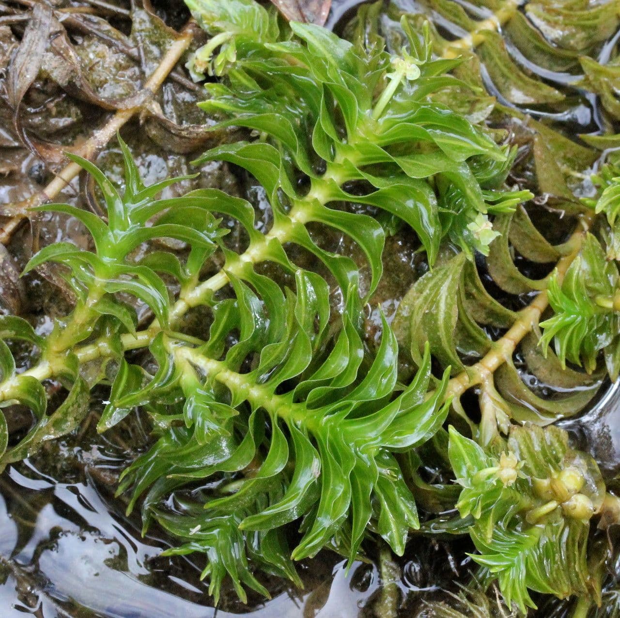 Groenlandia densa underwater plant with small leaves in aquarium